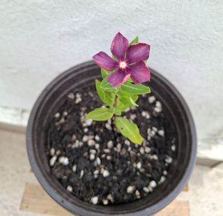 (Category: ) located in . Submitted by kew_plants_n_stuff (Listing ID 1431189157, Image 1). Description: .