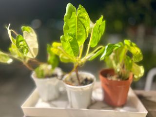 （分類：）位於 。 由 ltplants 提交（商品編號 1449705045，圖片 1）。簡介： 。
