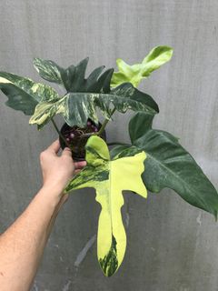 (Category: ) located in . Submitted by PlantsRanger (Listing ID 1449568112, Image 1). Description: .