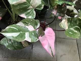 (Category: ) located in . Submitted by PlantsRanger (Listing ID 1449564350, Image 1). Description: .