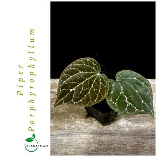 (Category: ) located in . Submitted by plantsman.sg (Listing ID 1449576264, Image 1). Description: .