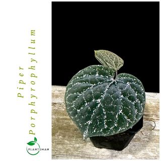 (Category: ) located in . Submitted by plantsman.sg (Listing ID 1449688158, Image 1). Description: .