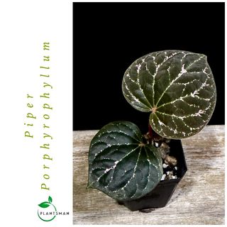 (Category: ) located in . Submitted by plantsman.sg (Listing ID 1449688287, Image 1). Description: .