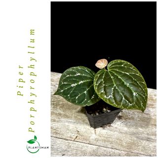 (Category: ) located in . Submitted by plantsman.sg (Listing ID 1449688416, Image 1). Description: .