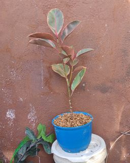 (Category: ) located in . Submitted by plantcorner (Listing ID 1449697372, Image 1). Description: .