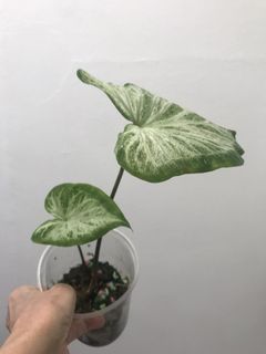 (Category: ) located in . Submitted by madam.plants (Listing ID 1449588463, Image 1). Description: .