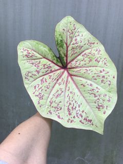 (Category: ) located in . Submitted by madam.plants (Listing ID 1449541410, Image 1). Description: .