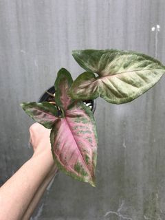 (Category: ) located in . Submitted by madam.plants (Listing ID 1449541789, Image 1). Description: .