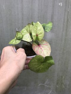 (Category: ) located in . Submitted by madam.plants (Listing ID 1449587795, Image 1). Description: .