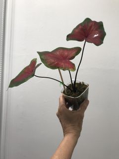 (Category: ) located in . Submitted by madam.plants (Listing ID 1449641622, Image 1). Description: .