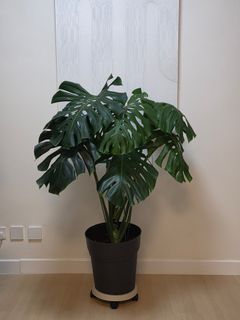 （分類：）位於 。 由 calvinplants 提交（商品編號 1449751575，圖片 1）。簡介： 。
