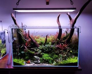 (Category: ) located in . Submitted by ascape (Listing ID 1449812319, Image 1). Description: .