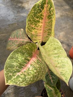 (Category: ) located in . Submitted by ccv0104 (Listing ID 1449772189, Image 1). Description: .