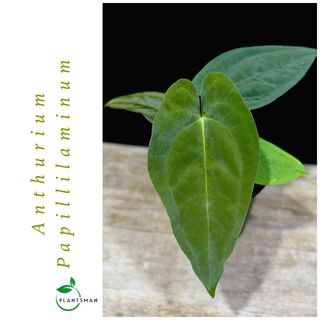 (Category: ) located in . Submitted by plantsman.sg (Listing ID 1449788871, Image 1). Description: .