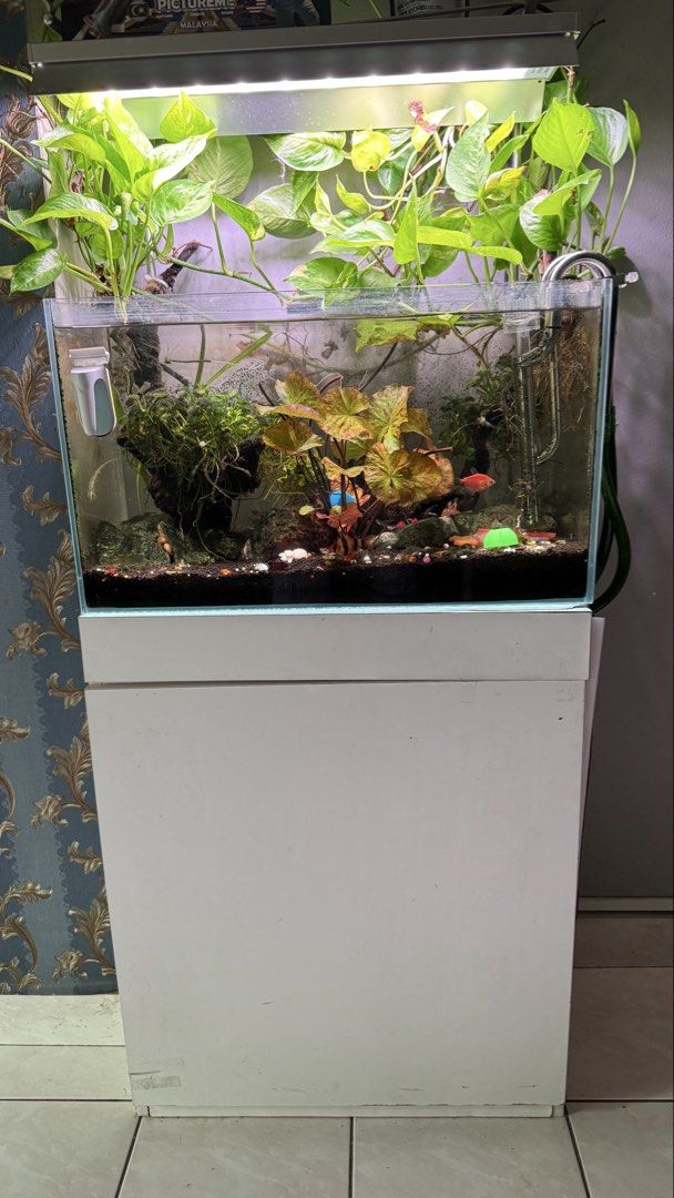 Aqua One Aquarium with Light and Plants (Category: Homes & Other Pet Accessories) located in Kuala Lumpur. Submitted by sahrulizaman (Listing ID 1449849380, Image 1). Description: Assalamualaikum dan salam sejahtera. Set aquarium 2ft Canister fluval filter 207 Tank Co2 Week aqua RGB light Harga di pinta RM650 Terima kasih.