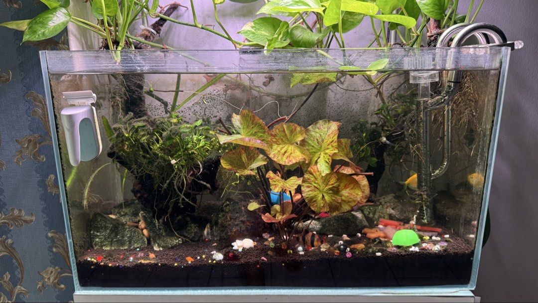 Aqua One Aquarium with Light and Plants (Category: Homes & Other Pet Accessories) located in Kuala Lumpur. Submitted by sahrulizaman (Listing ID 1449849380, Image 2). Description: Assalamualaikum dan salam sejahtera. Set aquarium 2ft Canister fluval filter 207 Tank Co2 Week aqua RGB light Harga di pinta RM650 Terima kasih.