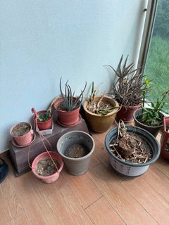 (Category: ) located in . Submitted by alexander.212 (Listing ID 1449777933, Image 1). Description: .