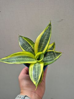 (Category: ) located in . Submitted by houseofsnakeplants (Listing ID 1449846734, Image 1). Description: .