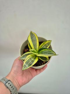 (Category: ) located in . Submitted by houseofsnakeplants (Listing ID 1449845927, Image 1). Description: .