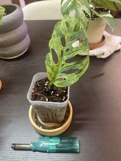 （分類：）位於 。 由 Stim1019 提交（商品編號 1449867018，圖片 1）。簡介： 。