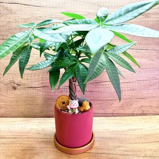 (Category: ) located in . Submitted by lushglassdoor (Listing ID 1449825717, Image 1). Description: .