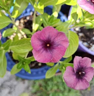 (Category: ) located in . Submitted by kew_plants_n_stuff (Listing ID 1449761636, Image 1). Description: .