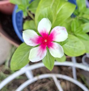 (Category: ) located in . Submitted by kew_plants_n_stuff (Listing ID 1449762750, Image 1). Description: .