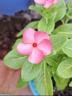 (Category: ) located in . Submitted by kew_plants_n_stuff (Listing ID 1449762038, Image 1). Description: .