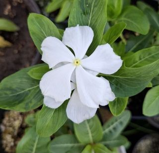 (Category: ) located in . Submitted by kew_plants_n_stuff (Listing ID 1449761368, Image 1). Description: .
