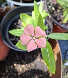 (Category: ) located in . Submitted by kew_plants_n_stuff (Listing ID 1449761206, Image 1). Description: .