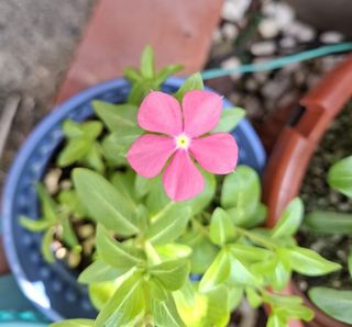 (Category: ) located in . Submitted by kew_plants_n_stuff (Listing ID 1449762306, Image 1). Description: .