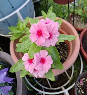 (Category: ) located in . Submitted by kew_plants_n_stuff (Listing ID 1449763112, Image 1). Description: .