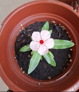(Category: ) located in . Submitted by kew_plants_n_stuff (Listing ID 1449764014, Image 1). Description: .