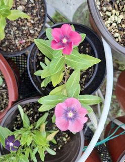 (Category: ) located in . Submitted by kew_plants_n_stuff (Listing ID 1449761069, Image 1). Description: .