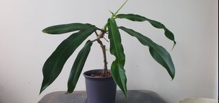 (Category: ) located in . Submitted by philo_foliage (Listing ID 1449755862, Image 1). Description: .