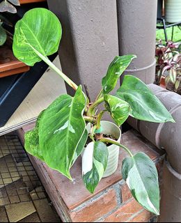 (Category: ) located in . Submitted by siew3232 (Listing ID 1449757270, Image 1). Description: .