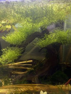 (Category: ) located in . Submitted by shrimpnerds (Listing ID 1449804211, Image 1). Description: .