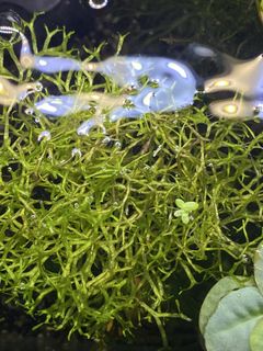 (Category: ) located in . Submitted by shrimpnerds (Listing ID 1449804211, Image 1). Description: .