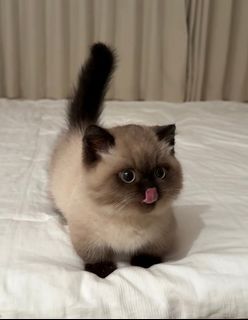 （分類：）位於 。 由 _.stream_hub__ 提交（商品編號 1449775484，圖片 1）。簡介： 。