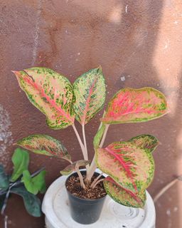 (Category: ) located in . Submitted by plantcorner (Listing ID 1450022753, Image 1). Description: .