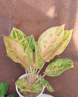 (Category: ) located in . Submitted by plantcorner (Listing ID 1450022917, Image 1). Description: .