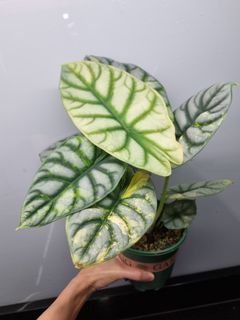 (Category: ) located in . Submitted by hmflowers (Listing ID 1450061984, Image 1). Description: .