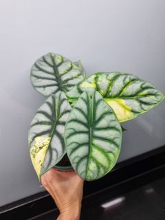 (Category: ) located in . Submitted by hmflowers (Listing ID 1450065627, Image 1). Description: .
