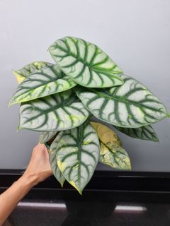 (Category: ) located in . Submitted by hmflowers (Listing ID 1450065883, Image 1). Description: .
