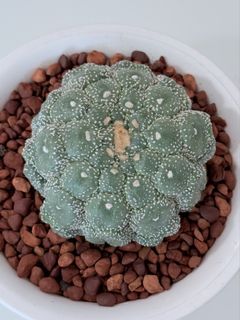 (Category: ) located in . Submitted by cactus.amplified (Listing ID 1450012255, Image 1). Description: .