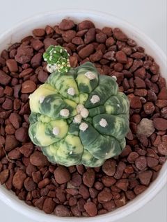 (Category: ) located in . Submitted by cactus.amplified (Listing ID 1450016377, Image 1). Description: .