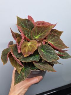 (Category: ) located in . Submitted by hmflowers (Listing ID 1450053156, Image 1). Description: .
