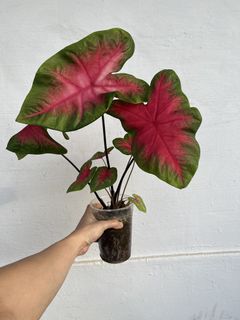 (Category: ) located in . Submitted by plantcaoshumu (Listing ID 1450059912, Image 1). Description: .