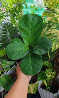 (Category: ) located in . Submitted by plantcorner (Listing ID 1450023522, Image 1). Description: .
