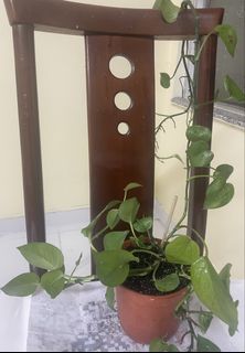 （分類：）位於 。 由 smkat 提交（商品編號 1450076418，圖片 1）。簡介： 。